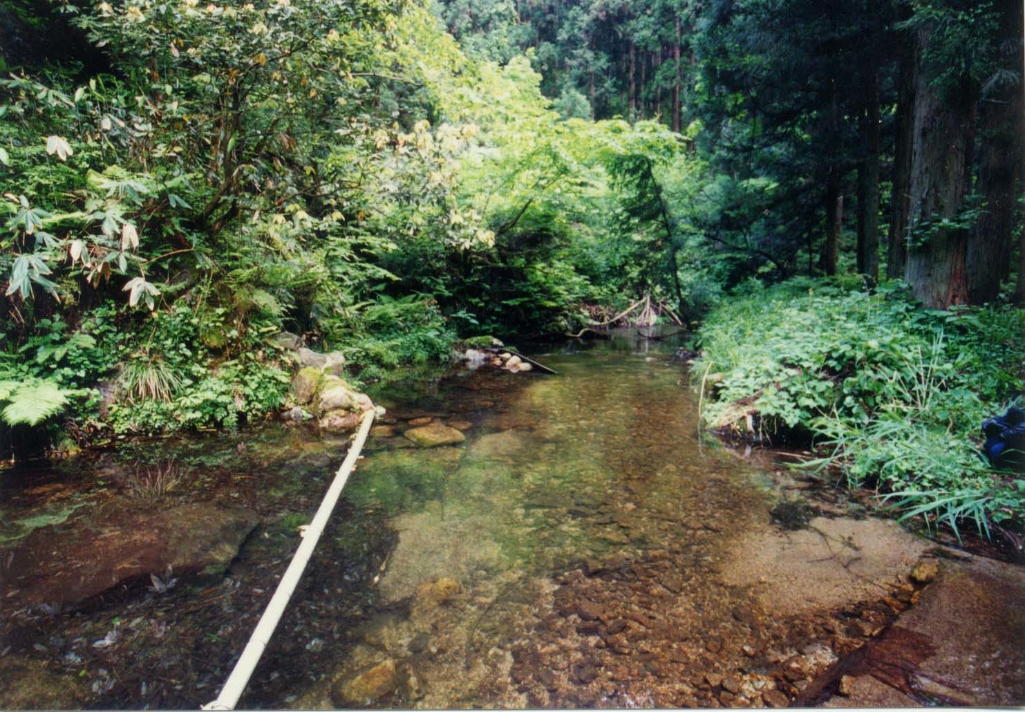 Andrias japonicus Habitat 2